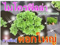 แหนแดงกรมวิชาการเกษตร ไมโครฟิลล่า ดอกใหญ่ โตไว ขยายเร็ว