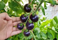 Indigo Rose Purple Tomato (20seeds) มะเขือเทศสีม่วง (20 เมล็ด)