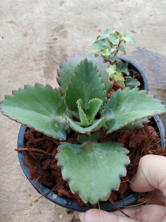 เศรษฐีพันล้าน-kalanchoe-hybrid-เป็นไม้มงคลเสริมความร่ำรวย-ทำมาค้าขึ้น-ทนแล้ง-เลี้ยงง่าย-ชอบแดด-กระถาง5นิ้ว