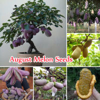 ?บานเพื่อคุณเท่านั้น?50 เมล็ด August Melon Seeds Fruit Seed พันธุ์ไม้ผล คุณค่าทางโภชนาการที่ดีต่อสุขภาพและสูง เมล็ดพันธุ์ผลไม้ ต้นบอนไซ ไม้ประดับ พันธุ์ไม้ผล ต้นไม้ ต้นไ