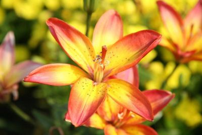 20 เมล็ดพันธุ์ ต้นดอกลิลลี ดอกลิลลี่ Lily Seeds. Lilies (Lilium spp.) เป็นดอกไม้ ที่แทนสัญลักษณ์แห่งความรัก อัตราการงอกสูง 70-80%