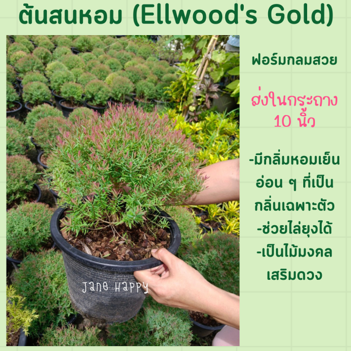 ต้นสนหอม (Ellwoods Gold)ในกระถาง 10 นิ้ว ฟอร์มทรงกลม สวยงาม ปลูกตกแต่งสวน มีกลิ่มหอม ช่วยไล่ยุงได้