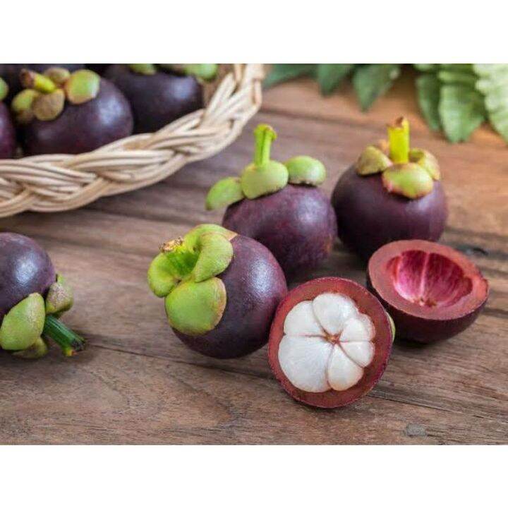 Mangosteen Grafted fruit tree | Lazada PH