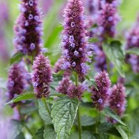 เมล็ดพันธุ์ ลาเวนเดอร์ Agastache Mexicana giant hyssop lavender 200 เมล็ด เมล็ดพันธุ์นำเข้าจาก อังกฤษ Garden Seeds