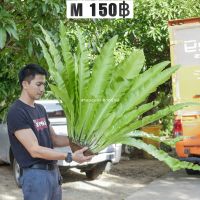 Birds nest fern, เฟิร์นข้าหลวง เฟิร์นข้าหลวงหลังลาย เฟิร์นรังนก เฟิร์นข้าหลวงโอซาก้า ไซส์M