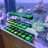 Fluorescent Coral Frag Plug Bracket Growing Holder Acrylic Rack Marine Reef Stand Aquarium Accessories Fish Tank Decoration