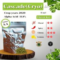 [Cryo Hops] Cascade (1oz) Crop years 2020 (บรรจุด้วยระบบสูญญากาศ)