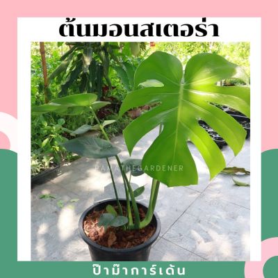 ( PRO+++ ) โปรแน่น.. ต้นมอนสเตอร่า ในกระถางพร้อมตั้ง แบบเพาะเมล็ด (ต้นใหญ่ สั่งไม่เกิน 2 ต้นต่อ 1 ออเดอร์) ราคาสุดคุ้ม พรรณ ไม้ น้ำ พรรณ ไม้ ทุก ชนิด พรรณ ไม้ น้ำ สวยงาม พรรณ ไม้ มงคล