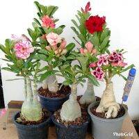 11 เมล็ด เมล็ดพันธุ์ Home Seed  ชวนชม สายพันธุ์ฮอลแลนด์ คละสี Adenium Seeds กุหลาบทะเลทราย Desert Rose ราชินีบอนไซ อัตรางอกสูง 80-90% มีคู่มือปลูก