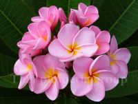 ต้นลีลาวดี ลีลาวดีพริ๊ตตี้อินพิงค์ ต้นลีลาวดีแคระ Plumeria ลีลาวดีสีชมพู พริ๊ตตี้อินพิงค์ ดอกสีชมพูหวาน กลิ่นดอกหอมอ่อนๆต้นเตี้ย ความสูงไม่เกิน 60 ซม ออกดอกทุกต้น ส่งพร้อมกระถาง 10 นิ้ว ต้นไม้แข็งแรงรากเยอะทุกต้น รับประกันแพ็คอย่างดี รับประกันการจัดส่ง