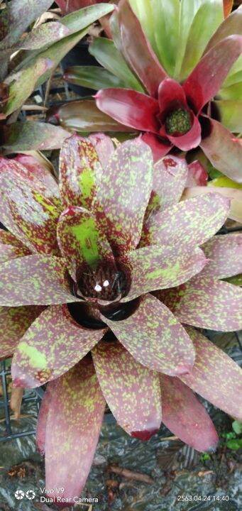 สับปะรดสี-neo-bromeliad-ไม้ประดับทนแล้ง-เป็นไม้ยอดนิยม-สีสันและลวดลายสวยงาม-จัดส่งพร้อมกระถาง8นิ้ว