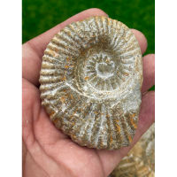 1 Pc Natural Old Fossil Ammonite for collector very very rare piece