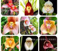 เมล็ดพันธุ์ กล้วยไม้หน้าลิง ต้นไม้ประดับ คละลายMonkey Face Orchid Bonsai Plant House Garden Flower Seeds 10เมล็ด