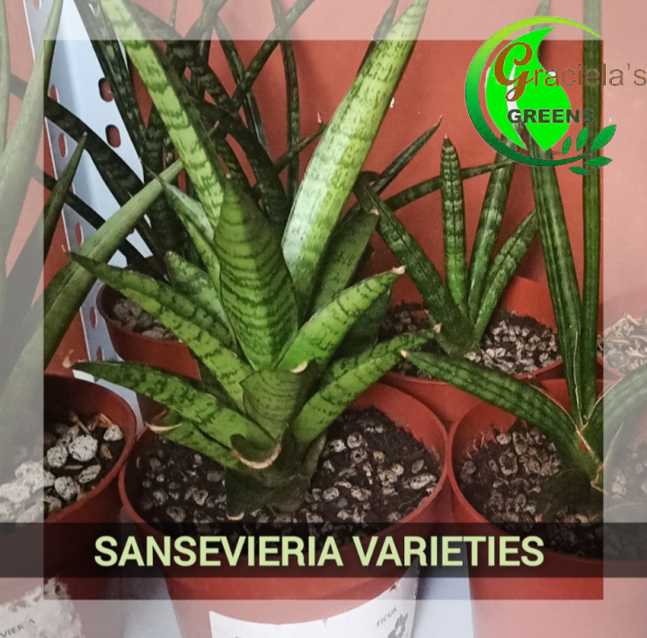 SANSEVIERIA VARIETIES | Lazada PH