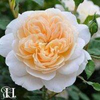 30 เมล็ด เมล็ดพันธุ์ กุหลาบ อิงลิสเซ่ Englische Rose Seed ดอกใหญ่ นำเข้าจากต่างประเทศ มีคู่มือการปลูก