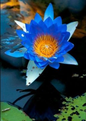 5 เมล็ด เมล็ดบัว ดอกสีน้ำเงิน ดอกเล็ก พันธุ์แคระ จิ๋ว ของแท้ 100% เมล็ดพันธุ์บัวดอกบัว ปลูกบัว เม็ดบัว สวนบัว บัวอ่าง Lotus seeds.