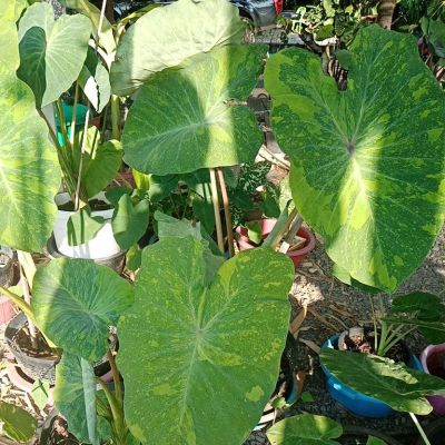 Woww สุดคุ้ม บอนนอก colocasia midori sour มิโดริ ราคาโปร พรรณ ไม้ น้ำ พรรณ ไม้ ทุก ชนิด พรรณ ไม้ น้ำ สวยงาม พรรณ ไม้ มงคล