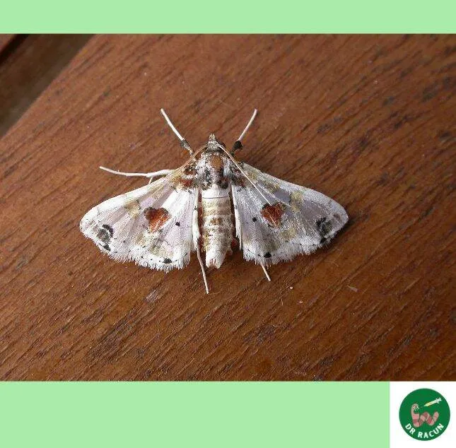 eggplant fruit borer (Leucinodes orbonalis) brinjal via bacterium Bt