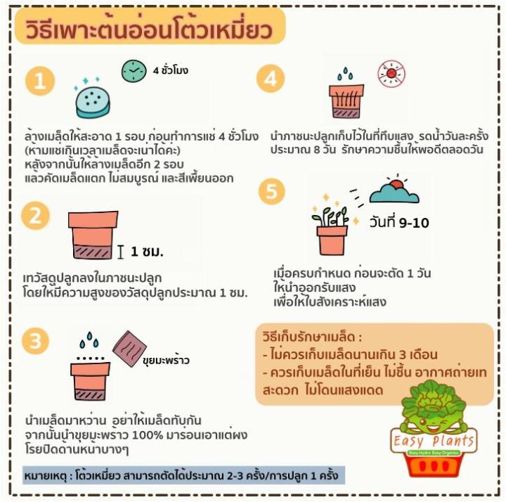 เมล็ดพันธุ์-โต้วเหมี่ยว-ต้นอ่อนถั่วลันเตา-อัตราการงอก-90-1-กิโลกรัม