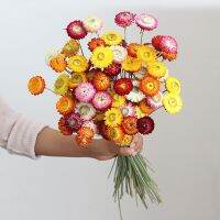 【CC】 Dry Immortal Wedding Arrangement Chrysanthemum Dried Room Table Ornaments