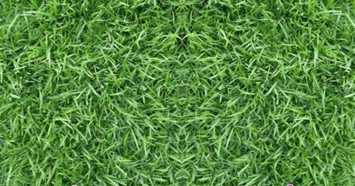 ขายส่ง-เมล็ดหญ้าญี่ปุ่น-japanese-lawn-grass-zoysia-japonica-kerean-lawngrass-หญ้าปูสนาม-สนามหญ้า-หญ้าญี่ปุ่น-พืชตระกูลหญ้า-เมล็ดพันธ์หญ้า-1-ออนซ์