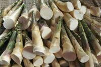 ลดราคาถูกพิเศษ 100 เมล็ด เมล็ดพันธุ์ไผ่บงหวาน Bambusa Sp ไผ่หวาน ไผ่ตงหวาน เมล็ดไผ่ พืชเศรษฐกิจใหม่ หน่อไม้ ไผ่ ไม้ไผ่ Bamboo สายพันธุ์ไผ่ ต้นไผ่ พืชตระกูลหญ้า หญ้ายักษ์ ต้นไม้มงคล เครื่องจักรสาน ตกแต่งสวน