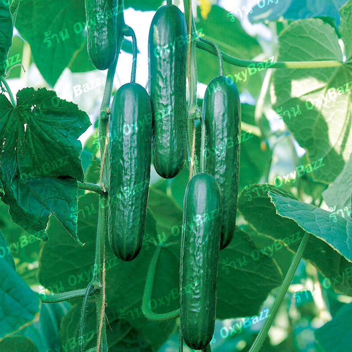 เมล็ดพันธุ์แตงกวาฮอลแลนด์-เมล็ดแตงกวาฮอลันดา-50เมล็ด-แตงกวาไร้หนาม-dutch-cucumber-seeds
