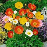 เมล็ดพันธุ์ Garden Seeds ไอซ์แลนด์ป็อปปี้ papaver nudicaule iceland poppy 1000 เมล็ด เมล็ดพันธุ์ Garden Seedsนำเข้าจาก อังกฤษ