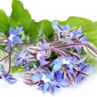 Borage (100 seeds)โบราจ (ดอกใบ กินได้ 100 เมล็ด)