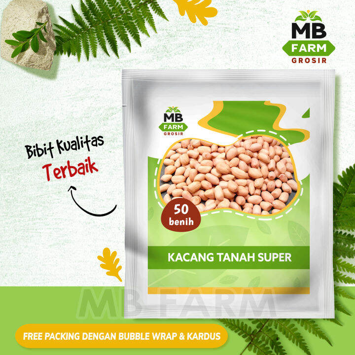 Benih Kacang Tanah Hibrida Biji Mb Farm Grosir Bibit Tanaman Kacang Tanah Super Gajah