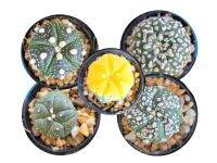 Astrophytum Cuctus กระบองเพชร สายพันธุ์แอสโตร ขนาด 3ซม.ขึ้นไป