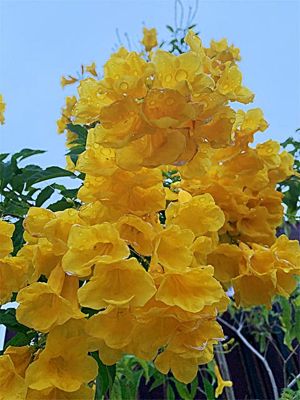 ขายส่ง 100 เมล็ด เมล็ดทองอุไร Yellow elder มีชื่ออื่นว่า พวงอุไร สร้อยทอง ดอกละคร ไม้มงคลเสริมโชคลาภ ไม้ดอกไม้ประดับ ทองอุไรสีส้ม ทองอุไรแคระ