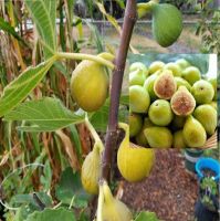 พันธุ์ Yellow israel Figs ต้นมะเดื่อฝรั่ง fig ต้นสมบูรณ์มาก รากแน่นๆ มีผลขนาดใหญ่ จัดส่งพร้อมกระถาง 6 นิ้ว ลำต้นสูง 50 ซม ต้นไม้แข็งแรงทุกต้น.