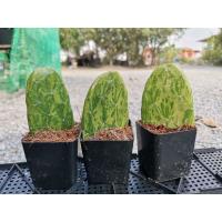 ( Pro+++ )++ เสมาด่าง โอพันเทียด่าง มีราก 1 ต้น opuntia Cactus แคคตัส เพชร ไม้อวบน้ำ ไม้ด่าง ไม้กราฟ ถูก ราคาดี ต้นไม้ ฟอก อากาศ กระถาง ต้นไม้ ไม้ ประดับ ต้นไม้ ปลูก ใน บ้าน