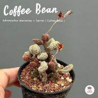 Adromischus Marianiae v. herrei ( Coffee Bean ) ไม้อวบน้ำ กุหลาบหิน Cactus&amp;Succulent หลากหลายสายพันธุ์