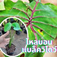 ต้นไหลบอนแบล็ควิโดว์ 1 กระถางcolocasia black widow ก้านกระดูกดำ จัดเป็นน้องชายฟาโรห์ จัดส่งพร้อมกระถาง