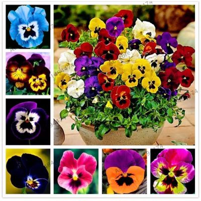 ( PRO+++ ) โปรแน่น.. เมล็ดพันธุ์ ดอกแพนซี่ คละสี Swiss Giants Pansy Mix Seeds บรรจุ 300เมล็ด ต้นไม้มงคล เมล็ดดอกไม้ ต้นไม้ประดับ พันธุ์ไม้ดอก ราคาสุดคุ้ม พรรณ ไม้ น้ำ พรรณ ไม้ ทุก ชนิด พรรณ ไม้ น้ำ สวยงาม พรรณ ไม้ มงคล