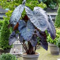 บอนแบล็คเมจิก บอนจีนดำ บอนดำ Colocasia Black Magic ต้นบอนดำ บอนเขียว Colocasia esculenta