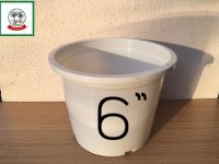 กระถางต้นไม้พลาสติกสีขาวขนาด 6 นิ้ว/White flower pot/plant pot 6 inch