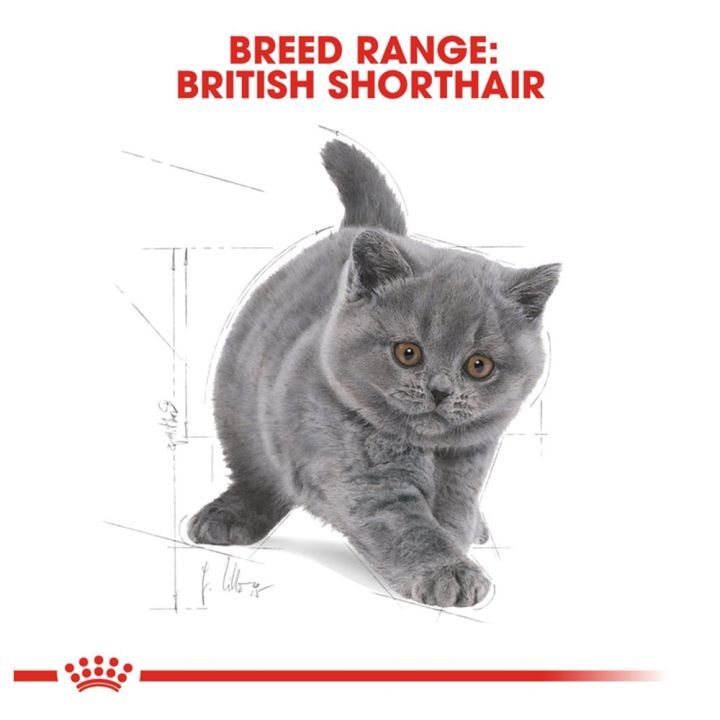exp-03-2024-10kg-อาหารลูกแมว-royal-canin-british-shorthair-kitten-cat-food-รอยัล-คานิน-อาหารลูกแมว-พันธุ์บริติช-ชอร์ตแฮร์-อายุ-4-12-เดือน