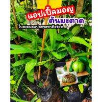 แอปเปิ้ลมอญ​ ต้นมะตาด​ มะตาดข้าวเหนียว ผลไม้รามัญ​ หายาก​ ต้นไม้​ สูง​40-45​ซม.