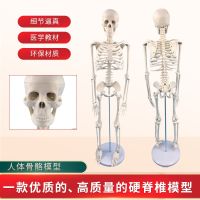 Medical standard human body skeleton model of human body skeleton muscle model of adult human body skeleton model teaching spine