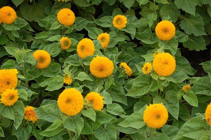 เมล็ดดอกไม้-ทานตะวัน-เทดดี้แบร์-teddy-bear-sunflower-เมล็ดทานตะวัน-50-เมล็ด-homes