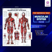 MUSCULAR SYSTEM :  โปสเตอร์ศึกษาทางการแพทย์ ระบบกล้ามเนื้อของมนุษย์