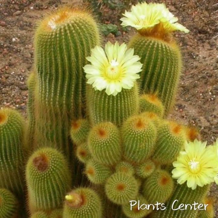 plants-center-พร้อมส่ง-กระบองเพชร-ฟอร์มกอ-แคคตัส-ต้นกระบองทอง-parodia-leninghausii-แบบขนอ่อน-ไม้นำเข้า