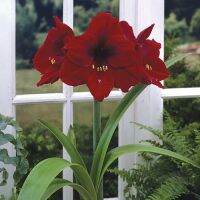 ว่านสี่ทิศฮอลแลนด์ Amaryllis Royal Velvet ขนาด18-24 ซม(1 หัว)  สินค้านำเข้า หัวขนาดใหญ่ แช่เย็นแล้ว