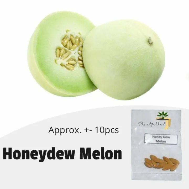 [Plantfilled] Honey Dew Melon Seeds Fruits 10 seeds Lazada PH