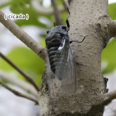 [Like Activities]2ชิ้นจำลอง Cicadas ToysLifelike ModelInsectnursery ตกแต่งสวนแม่เหล็กตู้เย็น