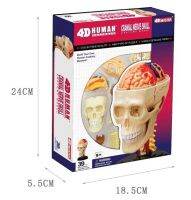 4D โทปริศนาประกอบของเล่นร่างกาย39ชิ้นประกอบชุดกะโหลกสมอง Neuroanatomical รุ่นจัดส่งฟรี