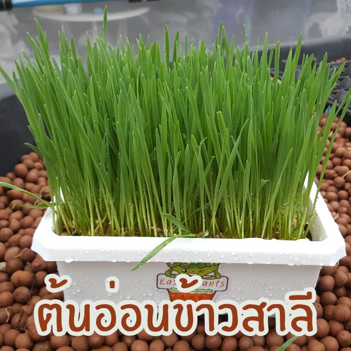 เมล็ดพันธุ์ข้าวสาลีไทย-พันธุ์ฝาง-60-สำหรับเพาะงอก-เพื่อคั้นน้ำต้นอ่อนข้าวสาลี-หรืออาหารสัตว์-ขนาด-200g-อัตราการงอก-99-เมล็ดเพาะต้นอ่อน